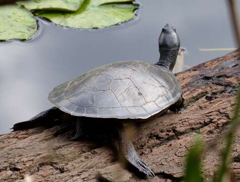 Image of Murray River Turtle