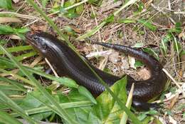 Image of Land Mullet