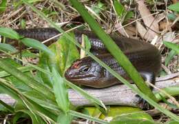 Image of Land Mullet