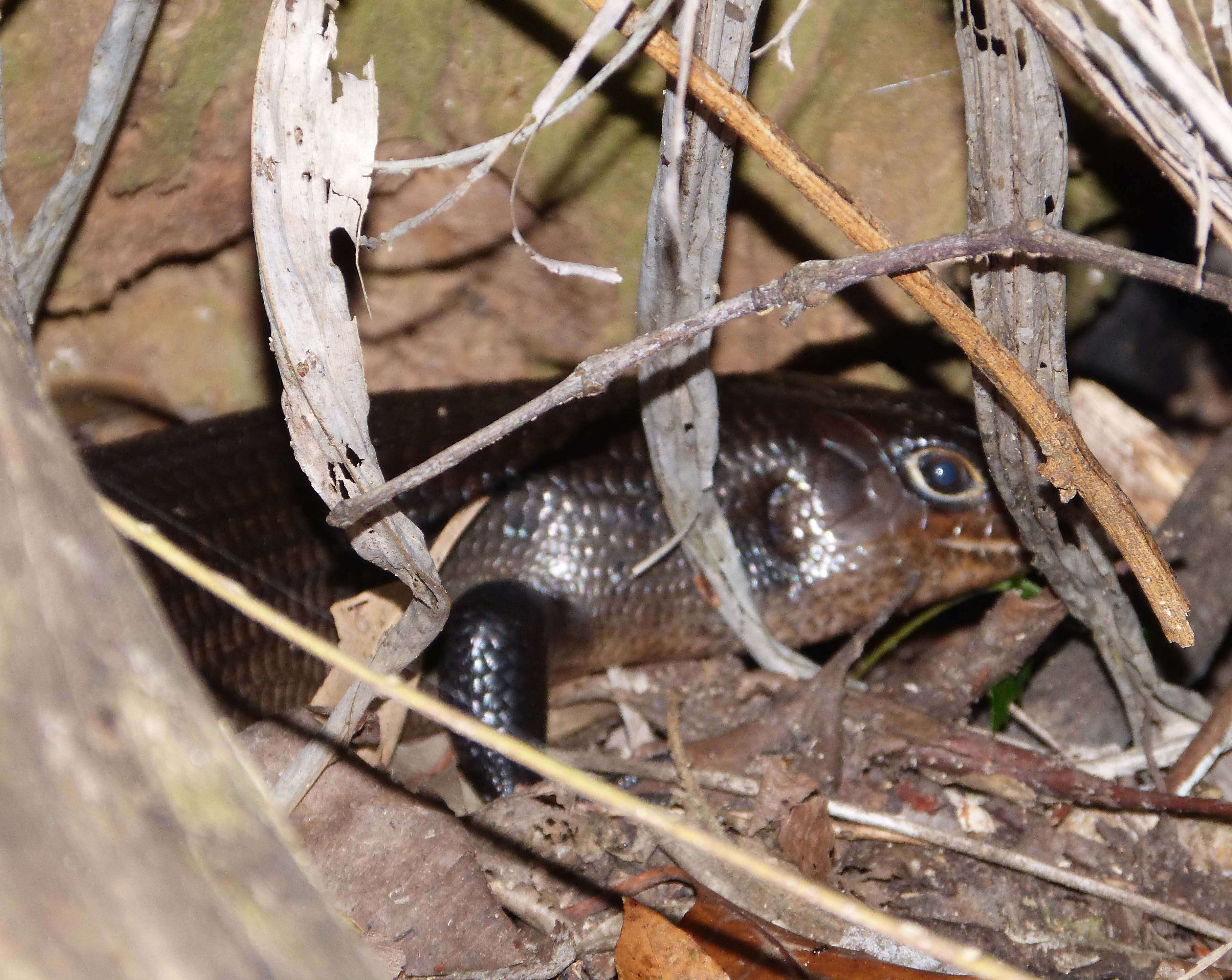 Image of Land Mullet