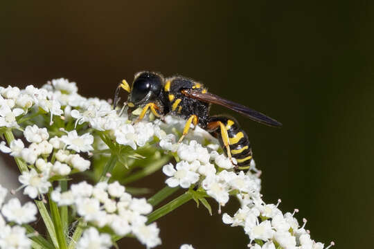 Plancia ëd Ectemnius decemmaculatus (Say 1823)