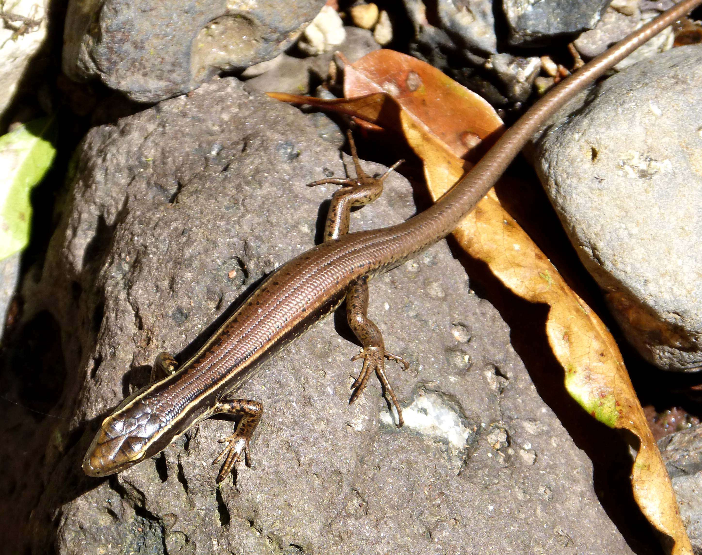 صورة Eulamprus quoyii (Duméril & Bibron 1824)