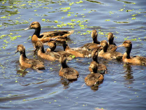 Image of Rosy-billed Pochard