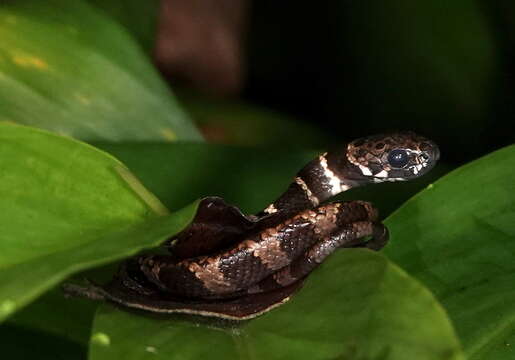 Image of Tropical Snail-eater