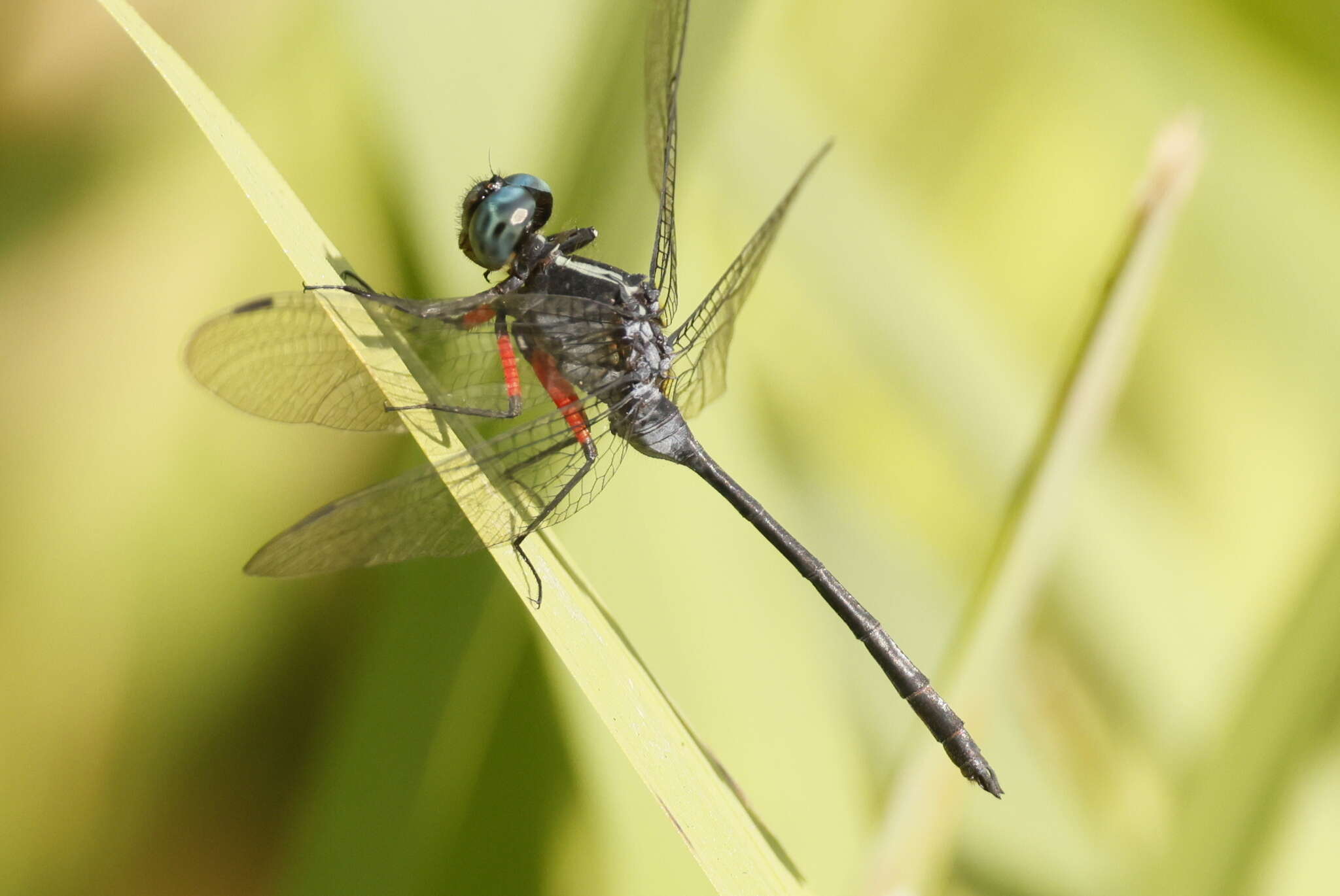 Oxythemis phoenicosceles Ris 1909 resmi