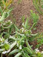 Image of Scaevola canescens Benth.