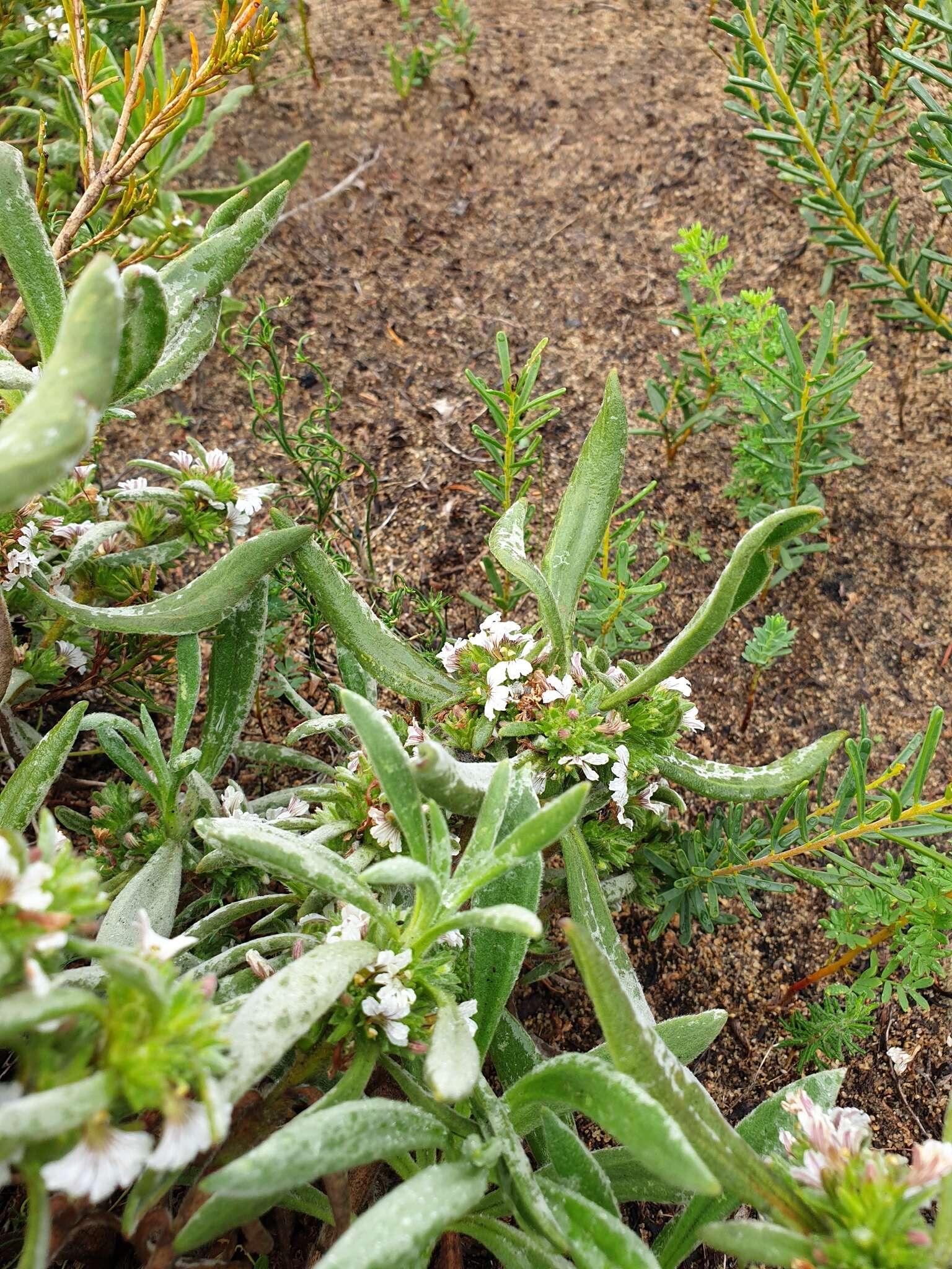 Imagem de Scaevola canescens Benth.