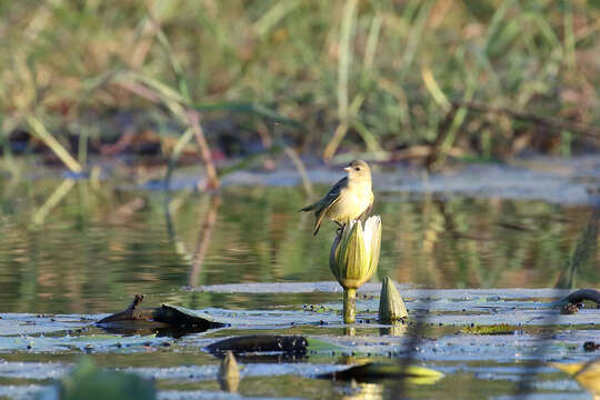 Image of Katanga Masked Weaver