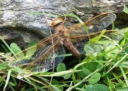 Image of Brown Hawker