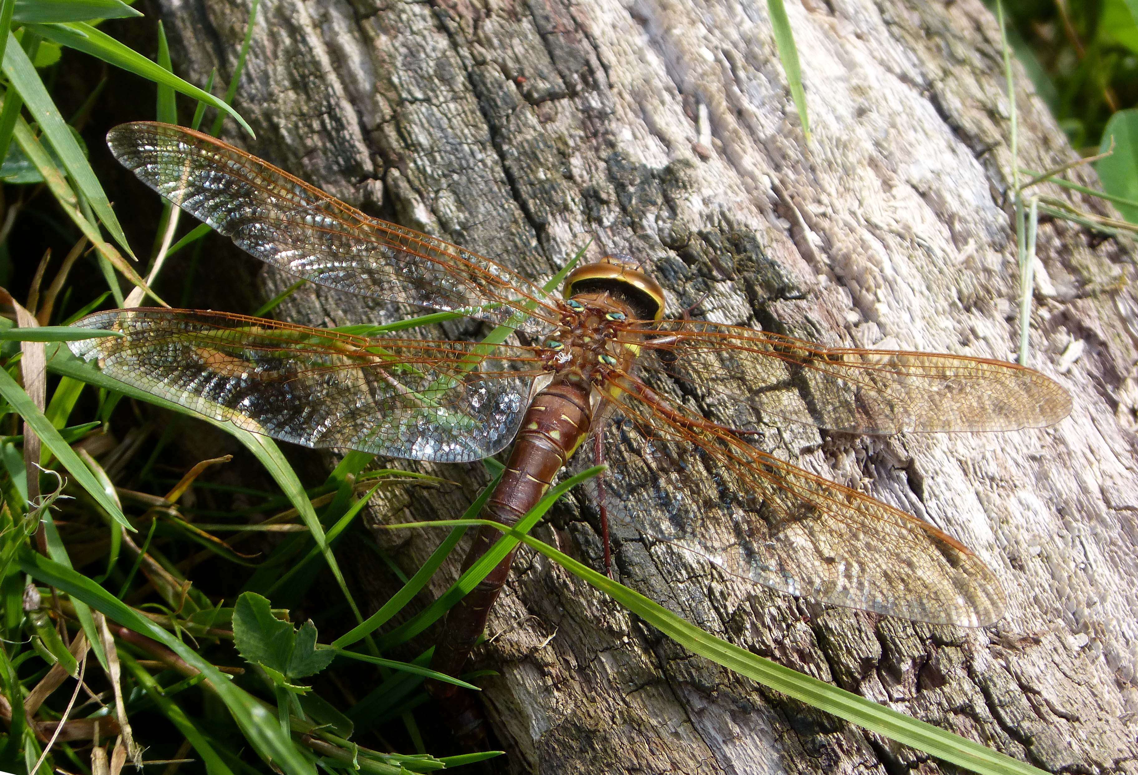 Image of Brown Hawker