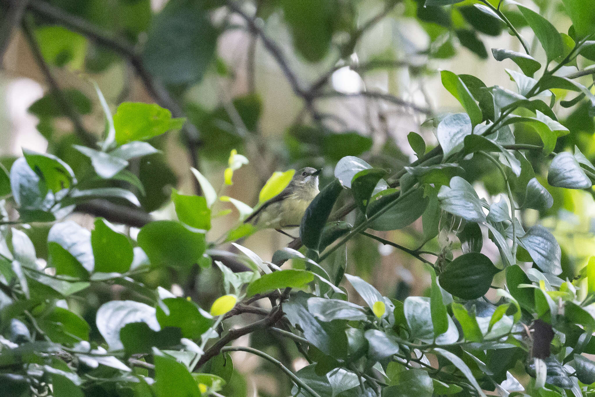 Image of Fairy Gerygone