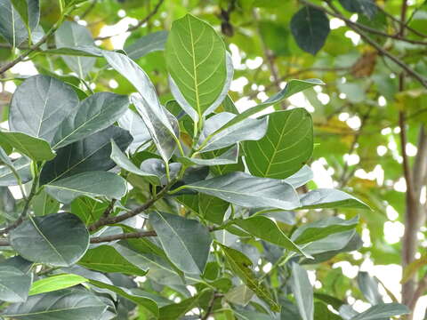 Image of jackfruit