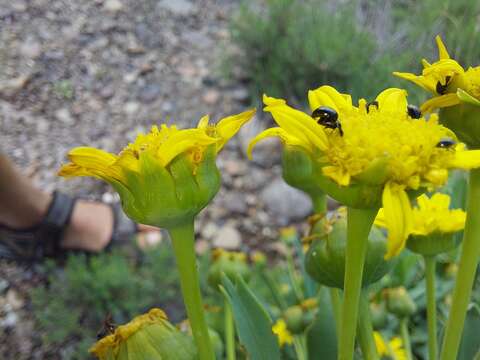 Image de Euryops evansii Schltr.