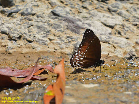 Graphium ramaceus (Westwood 1872) resmi