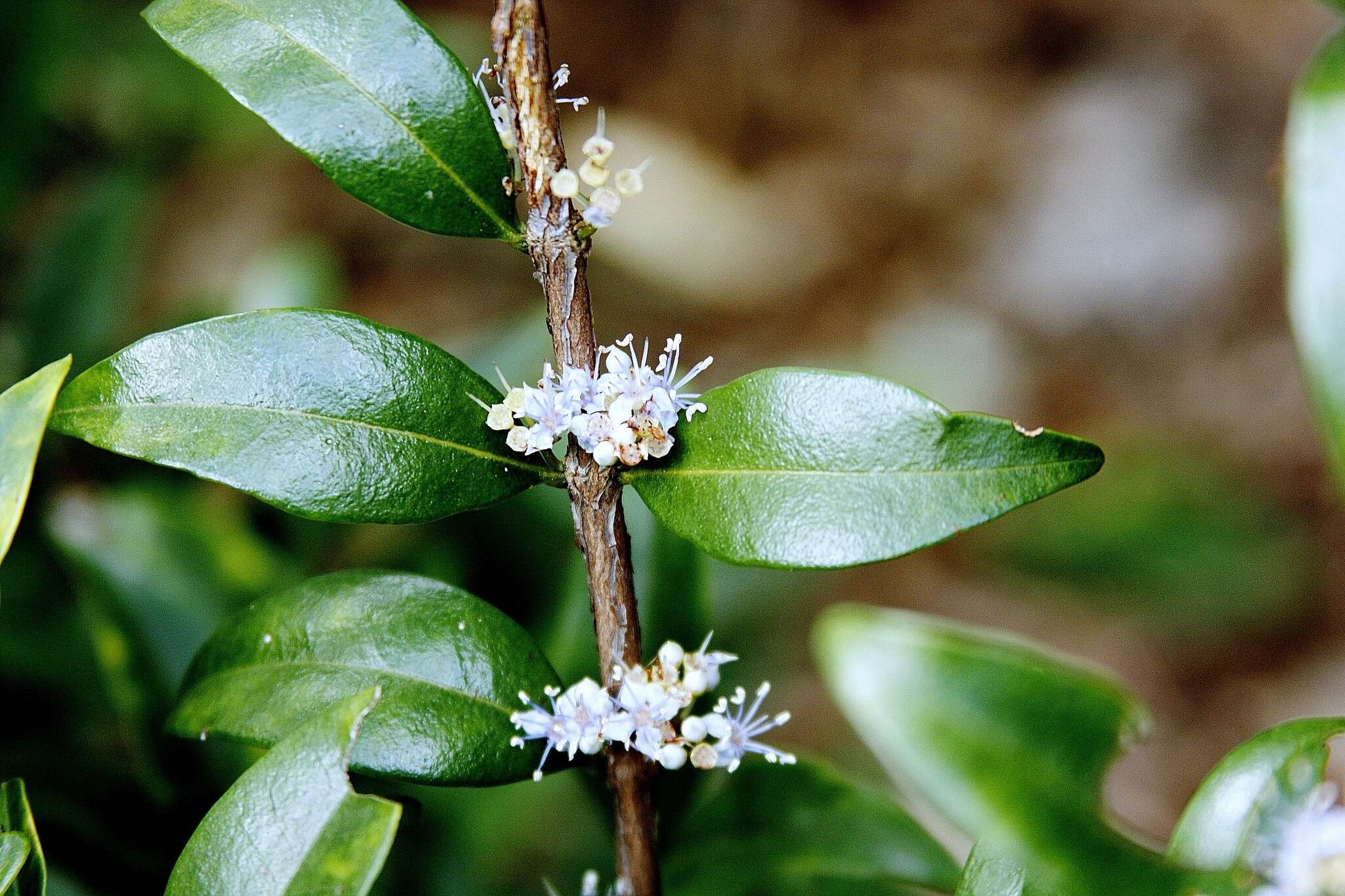 Слика од Memecylon pauciflorum Bl.