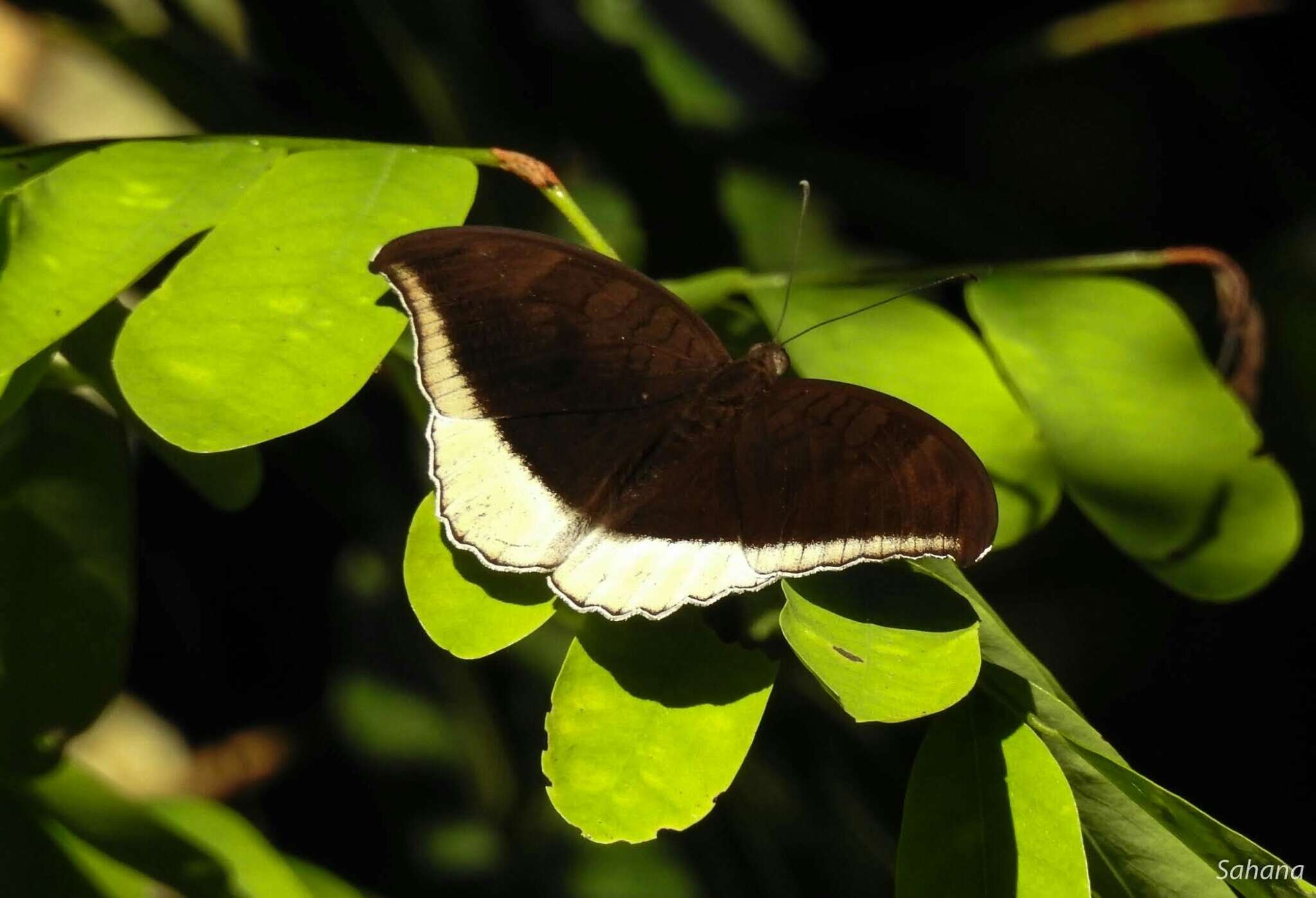 Image of Tanaecia lepidea Butler 1868