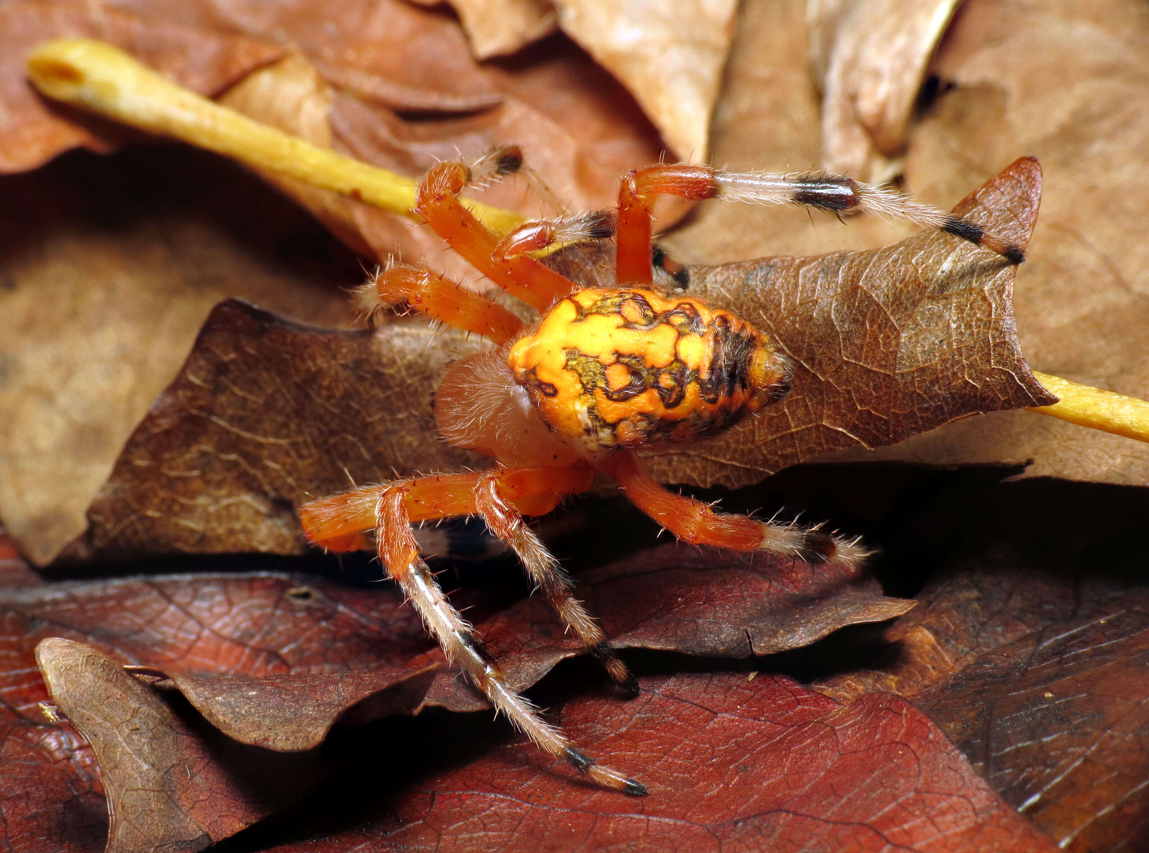 Image of Angulate & Roundshouldered Orbweaver