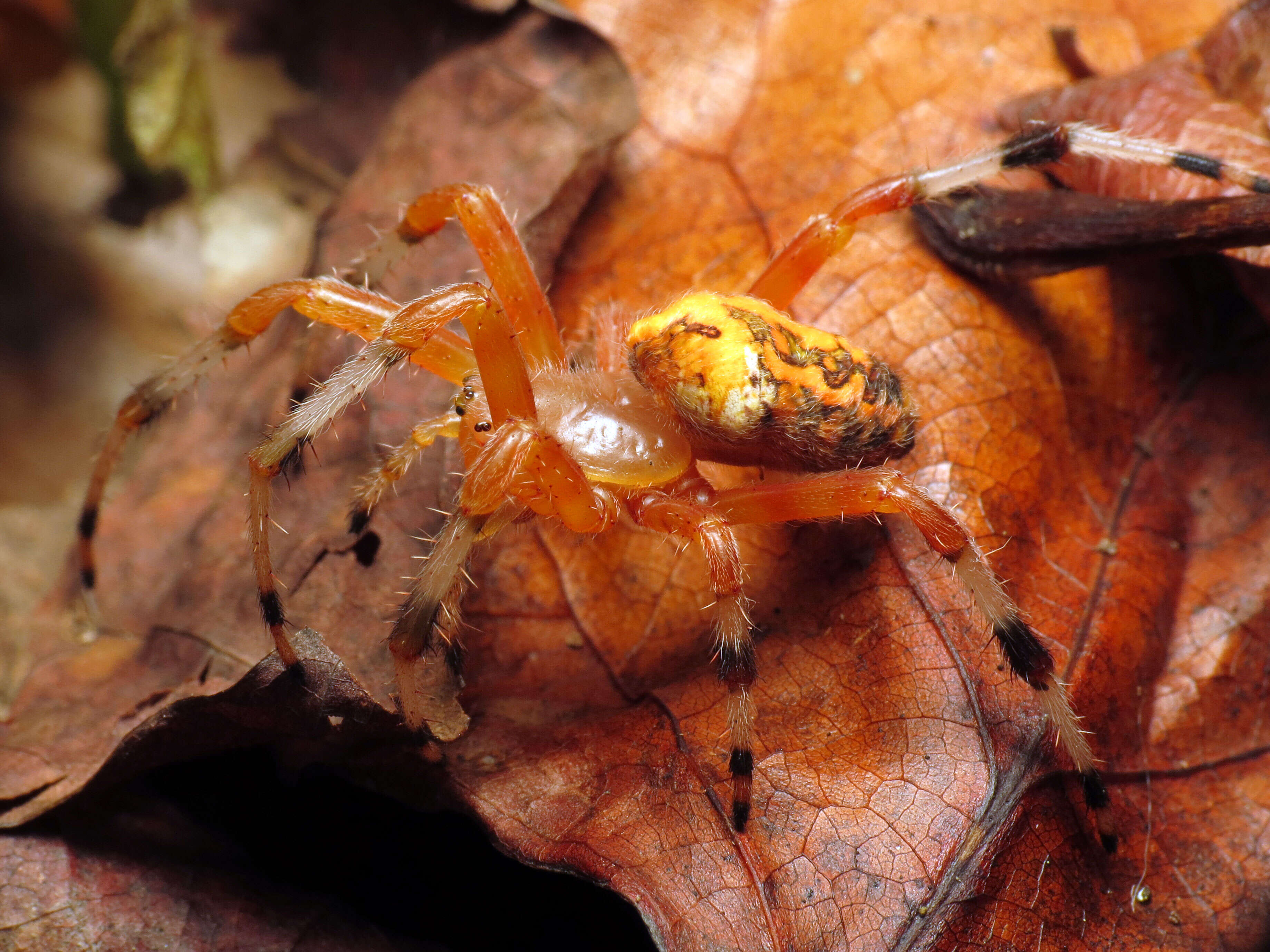 Image of Angulate & Roundshouldered Orbweaver