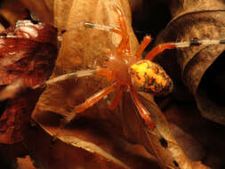 Image of Angulate & Roundshouldered Orbweaver