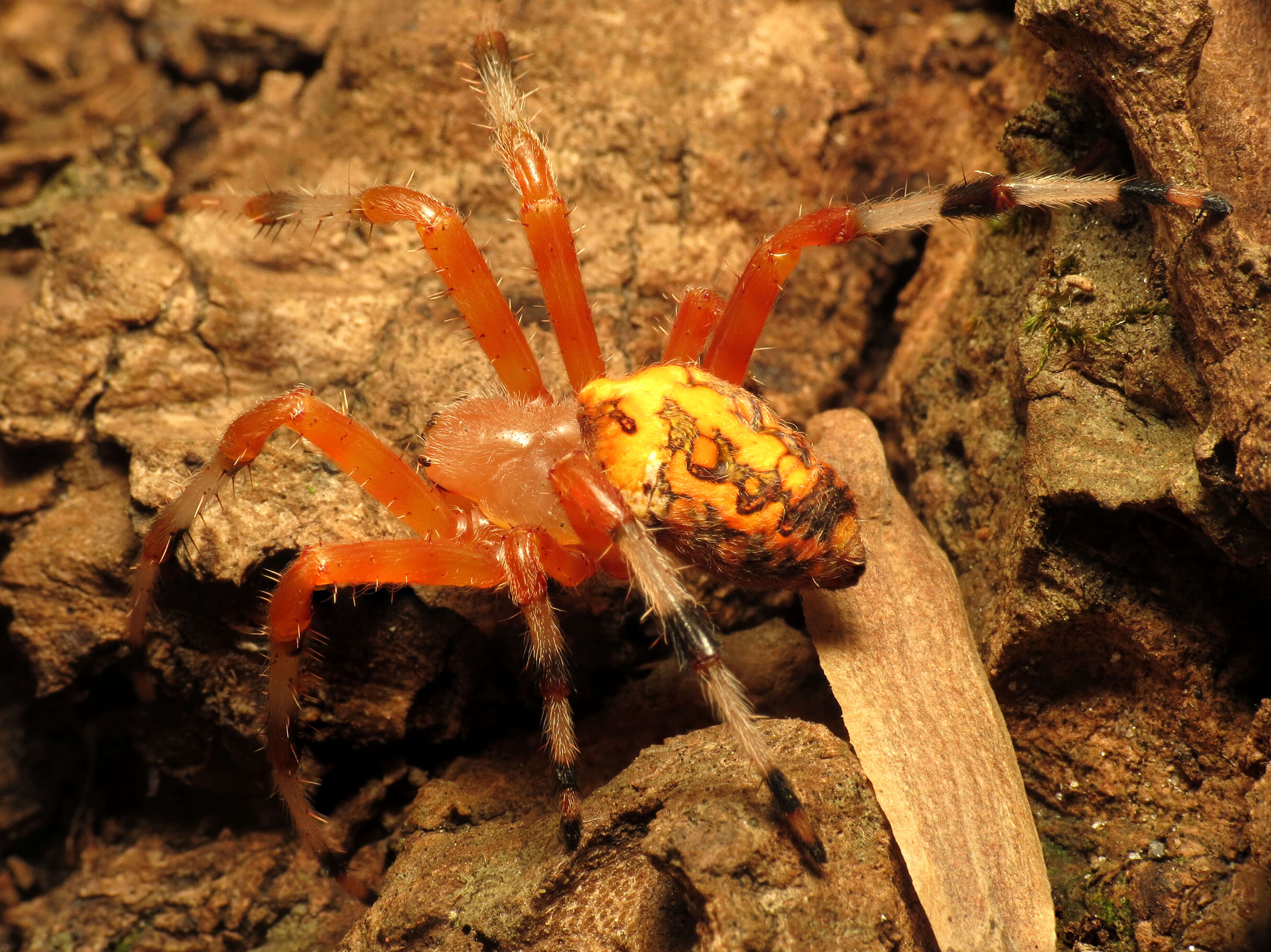 Image of Angulate & Roundshouldered Orbweaver