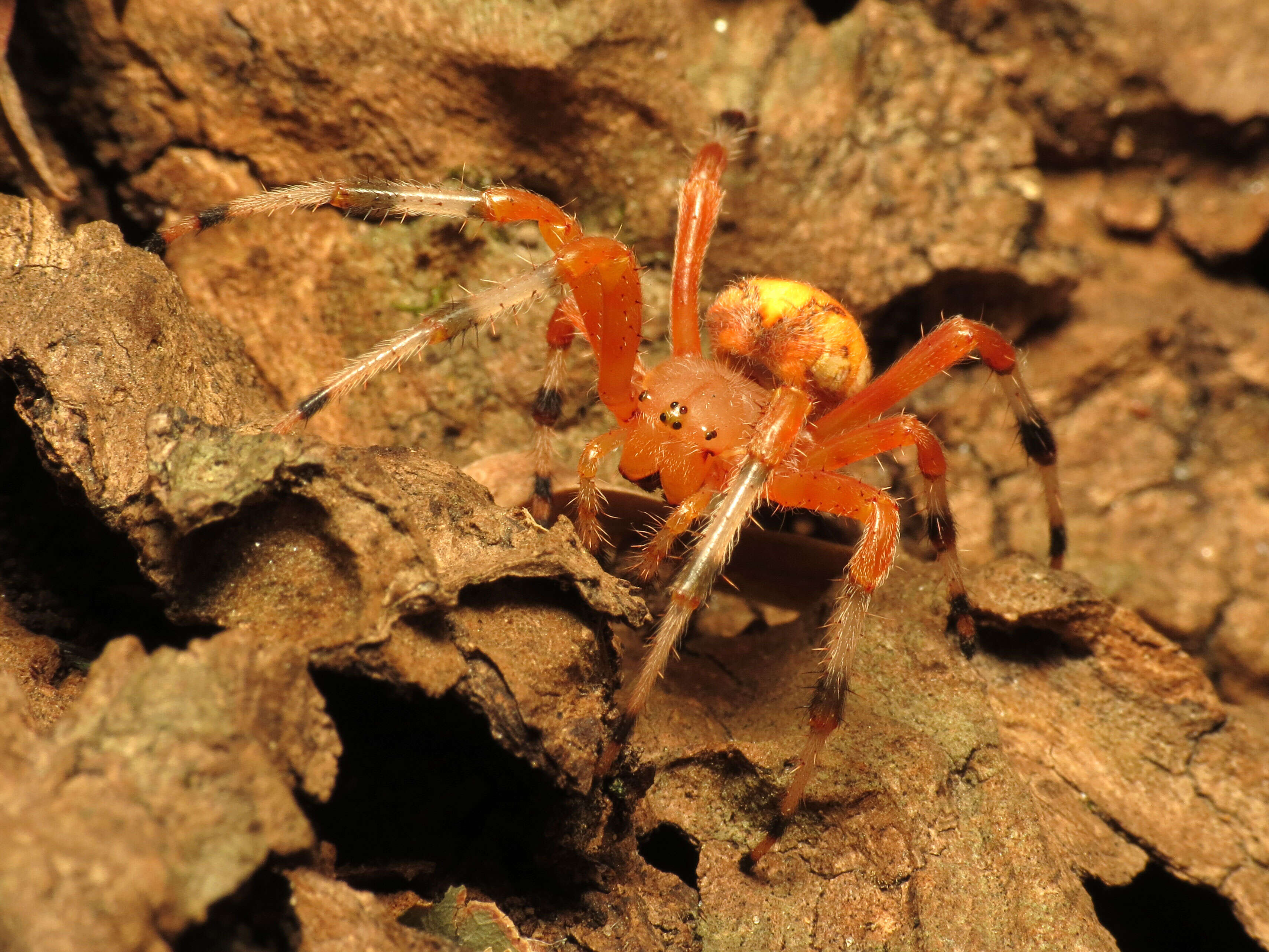 Image of Angulate & Roundshouldered Orbweaver