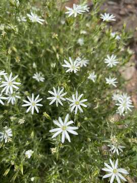 Image of Stellaria pungens Brongn.