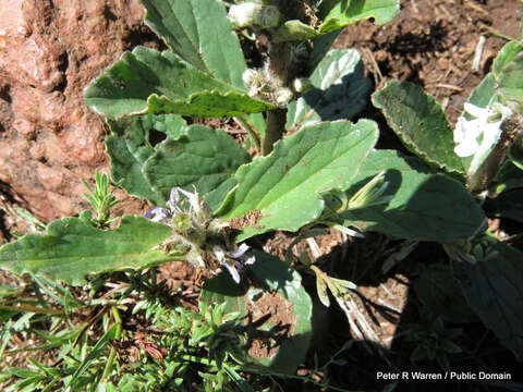 Image of Bugle plant