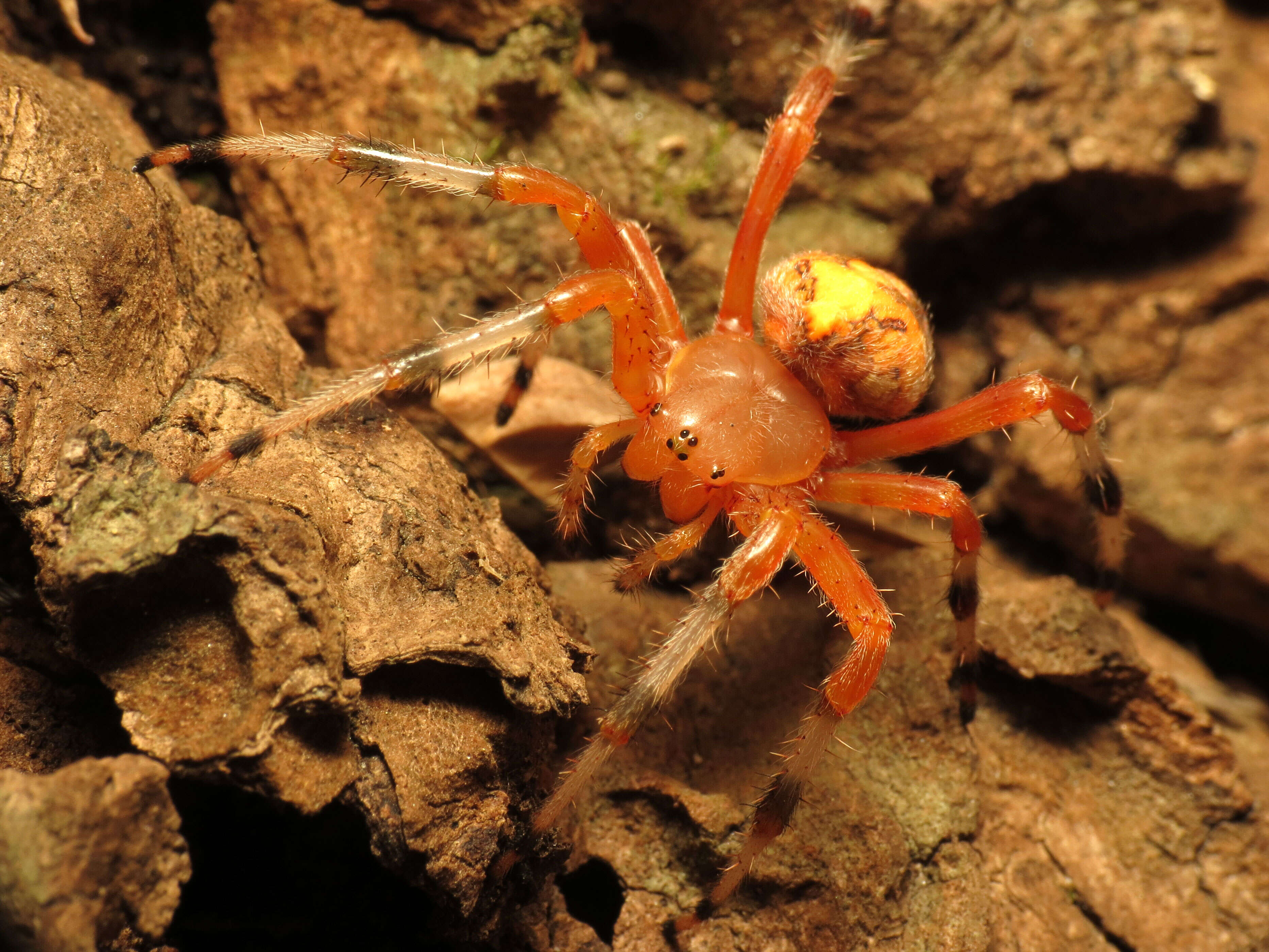 Image of Angulate & Roundshouldered Orbweaver