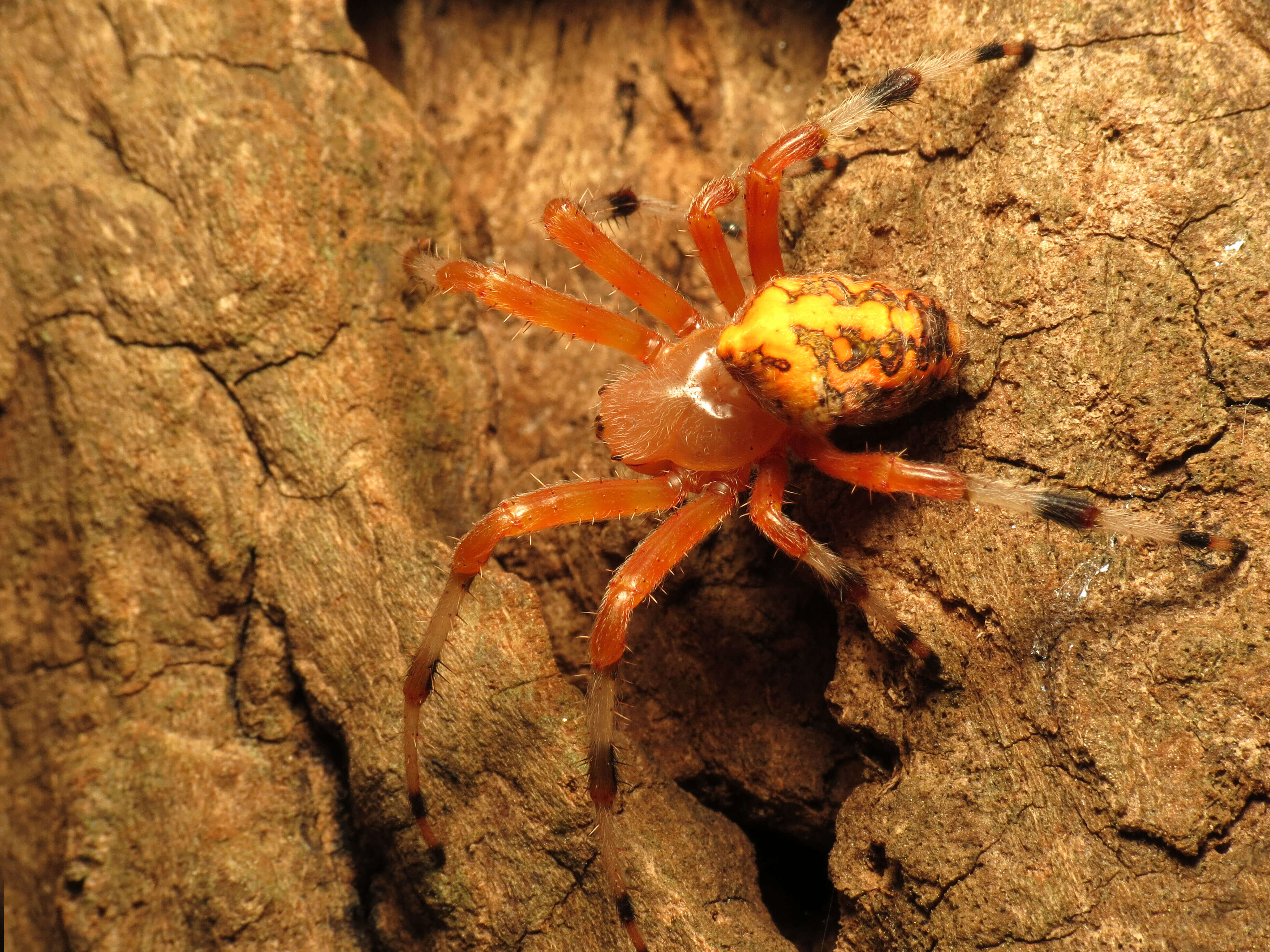 Image of Angulate & Roundshouldered Orbweaver