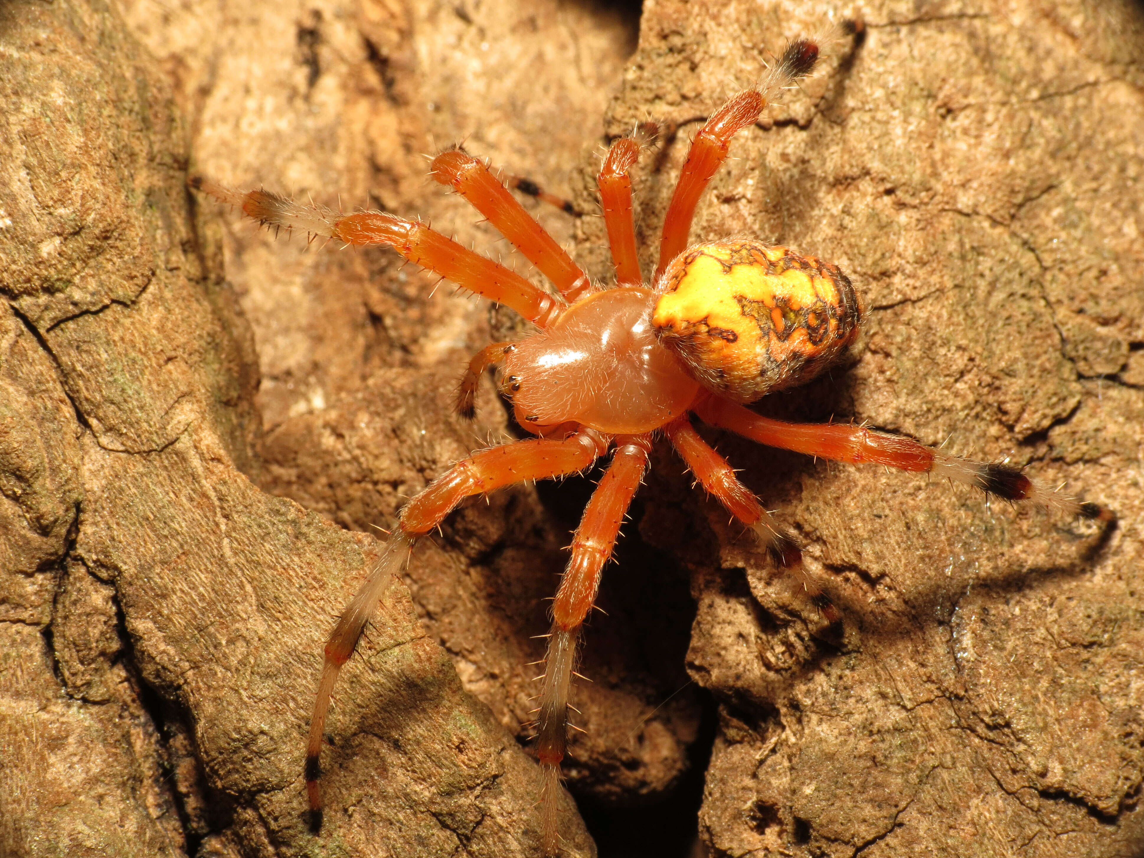 Image of Angulate & Roundshouldered Orbweaver