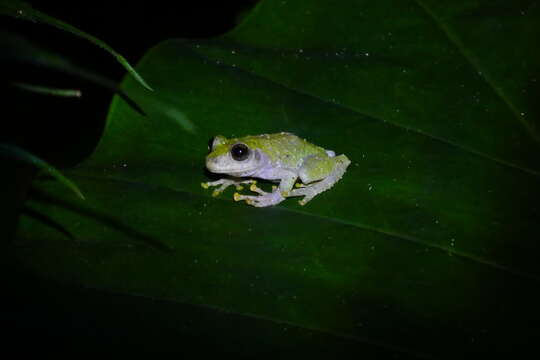 Image of Eiffinger's Tree Frog