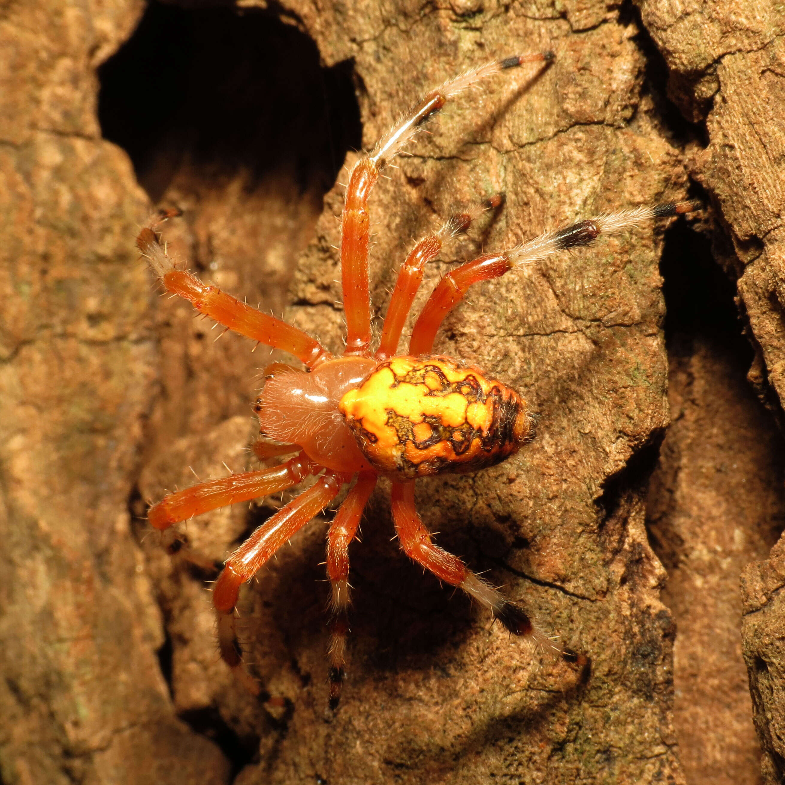 Image of Angulate & Roundshouldered Orbweaver