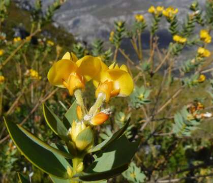 Imagem de <i>Liparia myrtifolia</i>