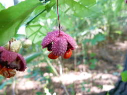 Euonymus americanus L. resmi