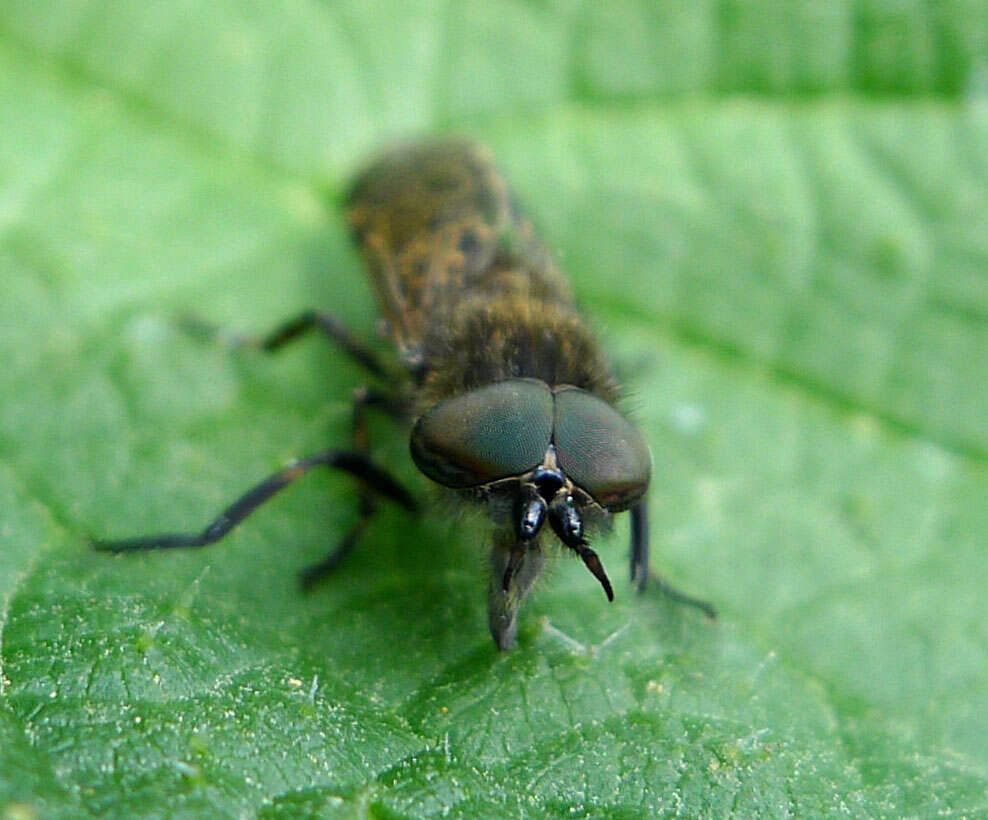 Image de Haematopota pluvialis (Linnaeus 1758)