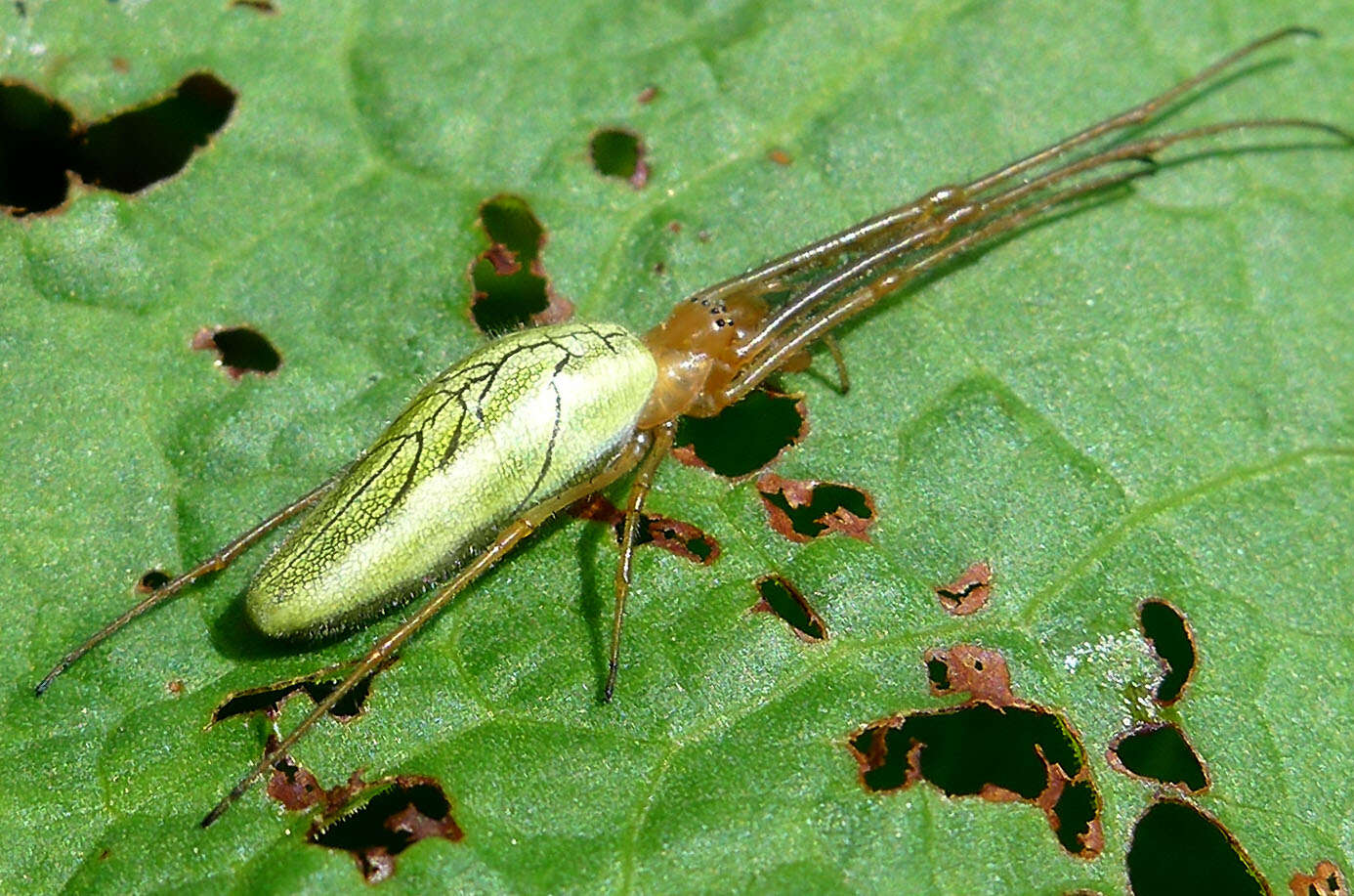 Image de Tetragnatha extensa (Linnaeus 1758)