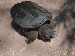 Image of Yucatán Snapping Turtle