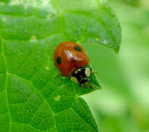 Adalia bipunctata (Linnaeus 1758) resmi