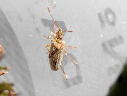 Image of sycamore seed bug