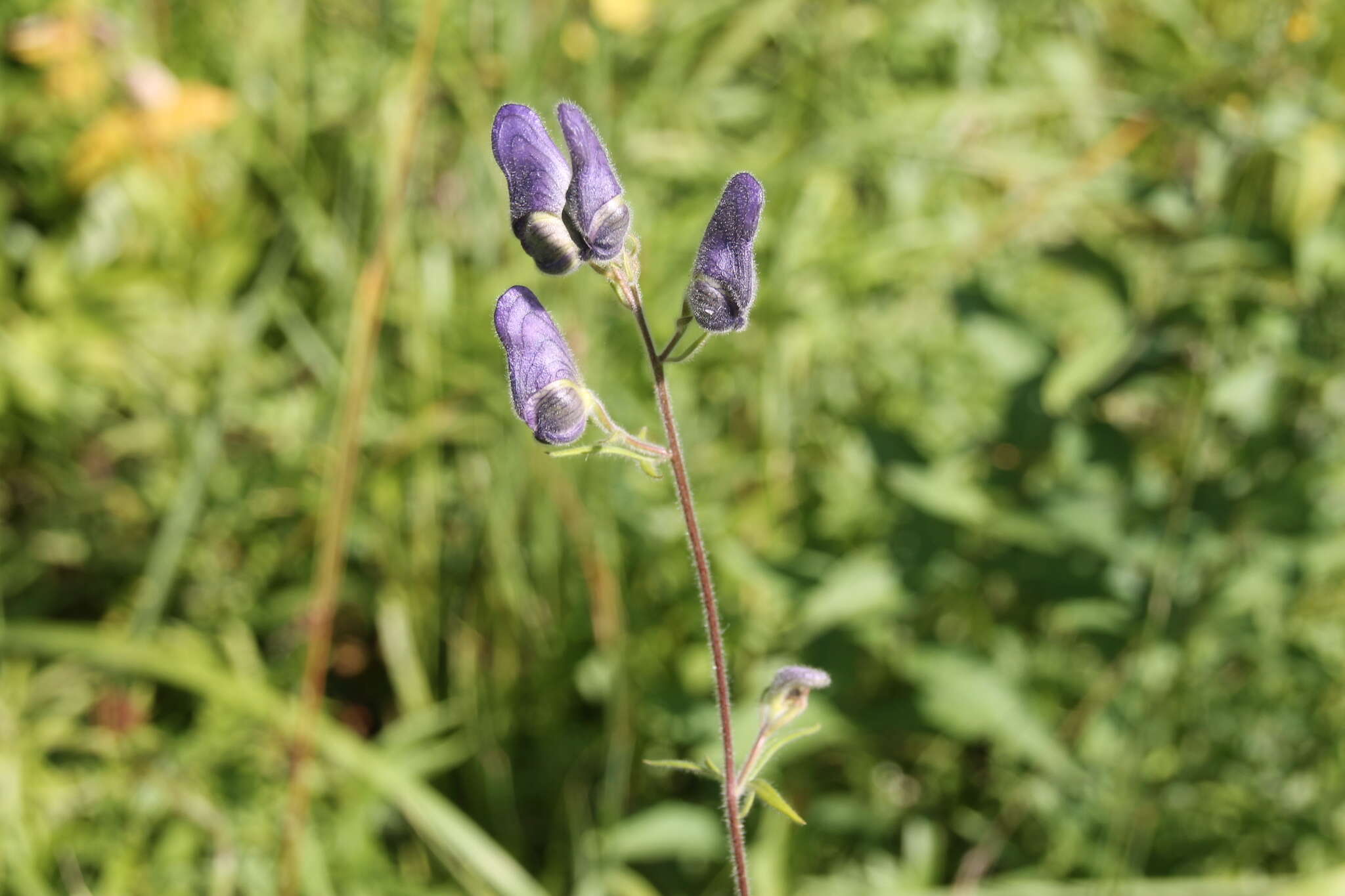 Aconitum volubile var. pubescens Regel的圖片