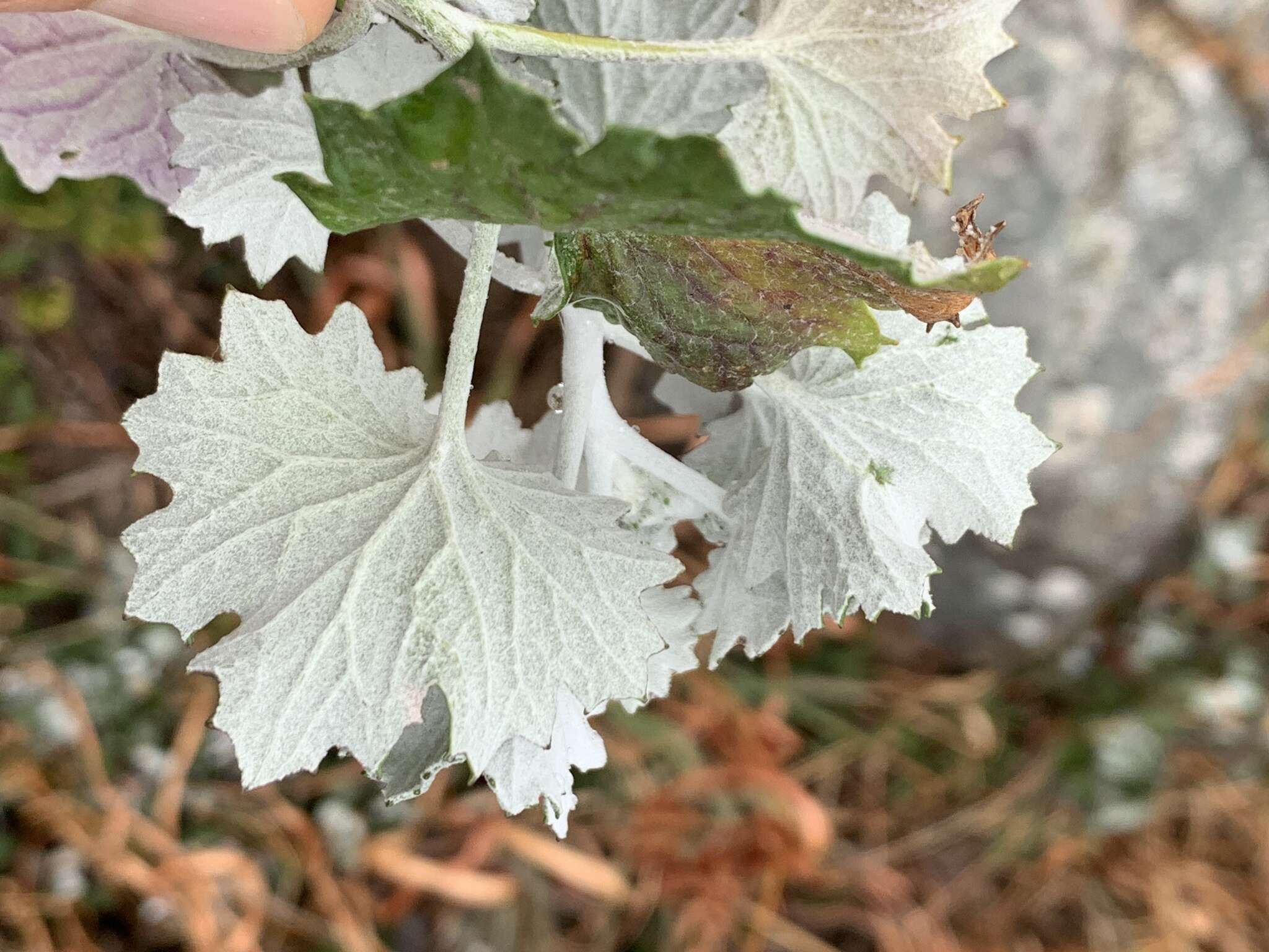 Image of Cineraria albicans N. E. Br.