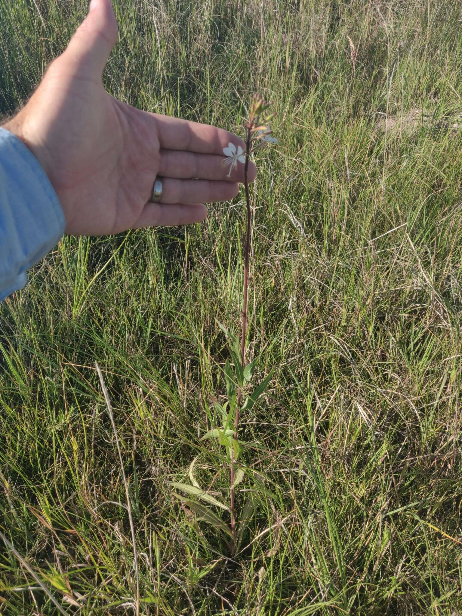 Oenothera coloradensis (Rydb.) W. L. Wagner & Hoch resmi