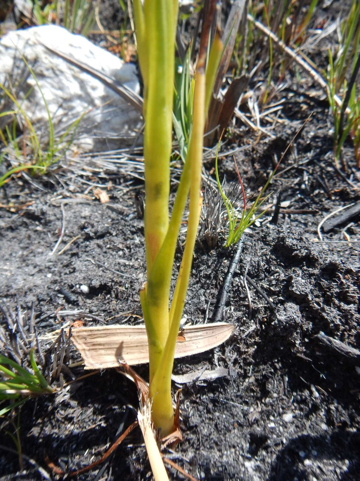 Image of Disa obtusa subsp. picta (Sond.) H. P. Linder