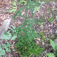 Imagem de Lactuca canadensis L.