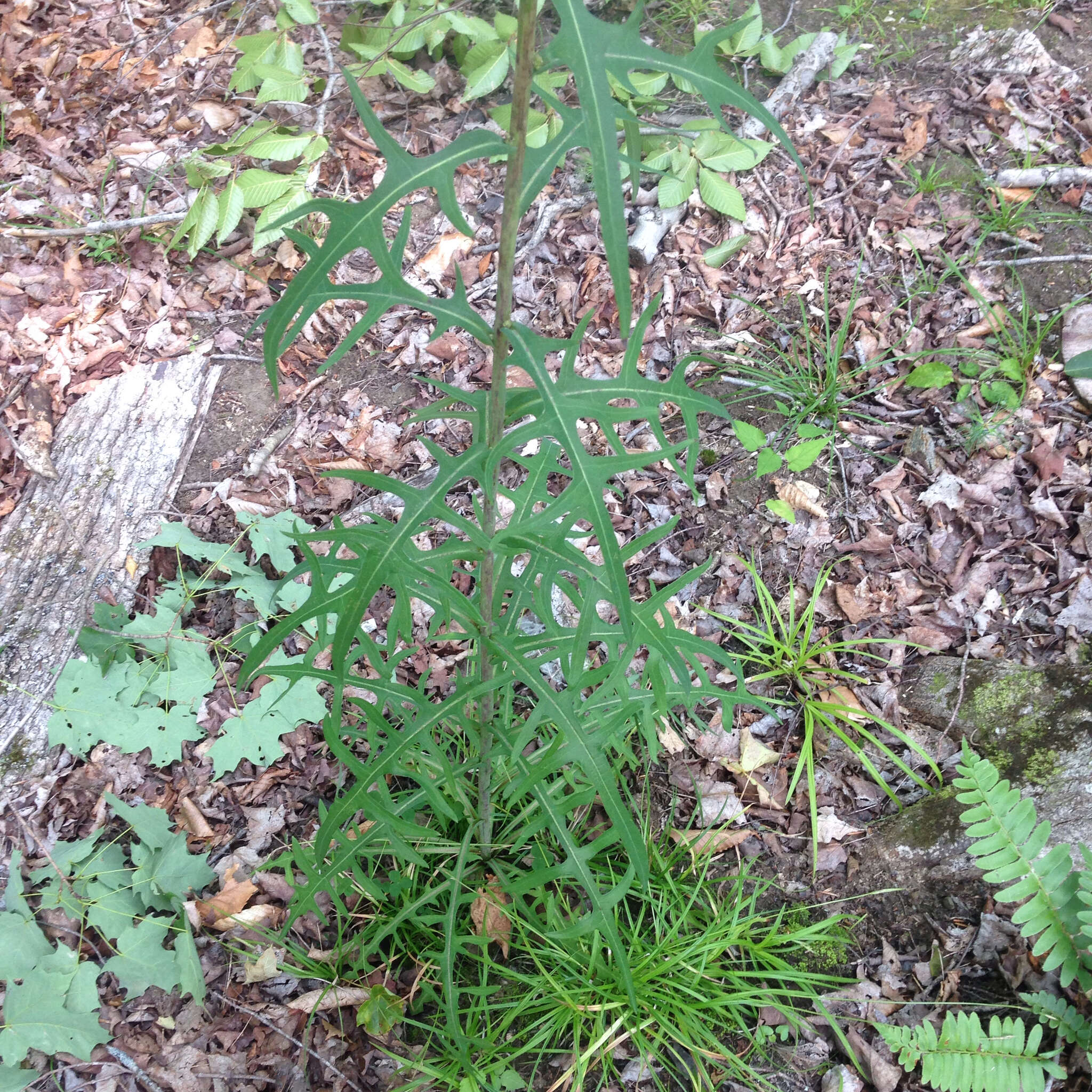 Imagem de Lactuca canadensis L.