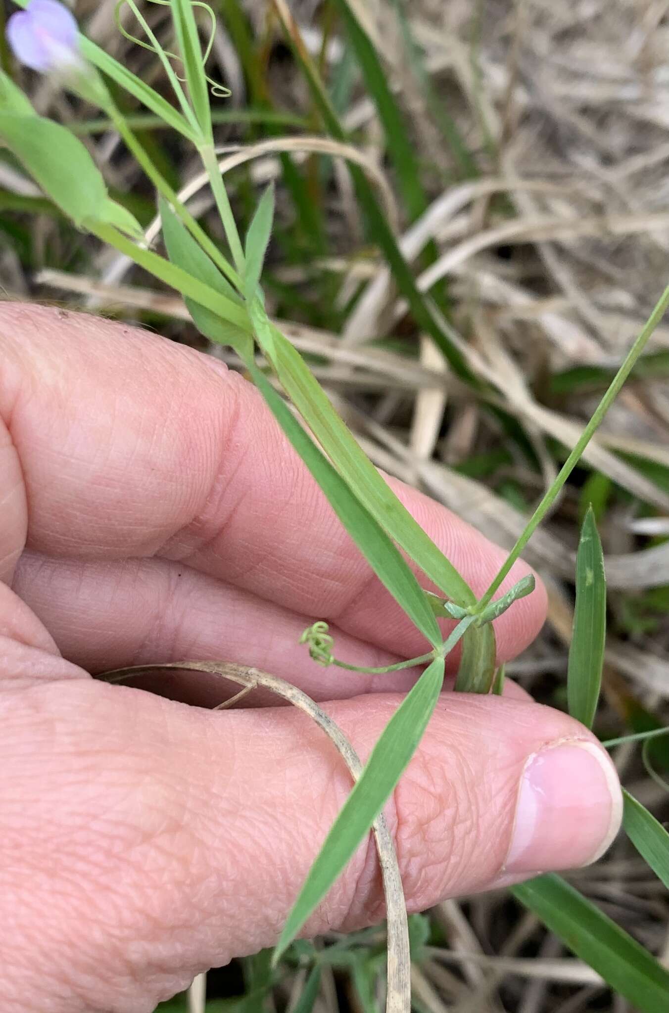 Lathyrus pusillus Elliott resmi