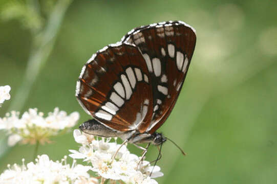 Image de Neptis rivularis ludmilla Nordmann 1851