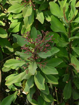 Image of Euphorbia umbellata (Pax) Bruyns