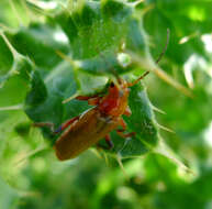 Image of Cantharis livida