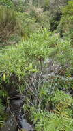 Image of Veronica stricta var. egmontiana (L. B. Moore) Garn.-Jones